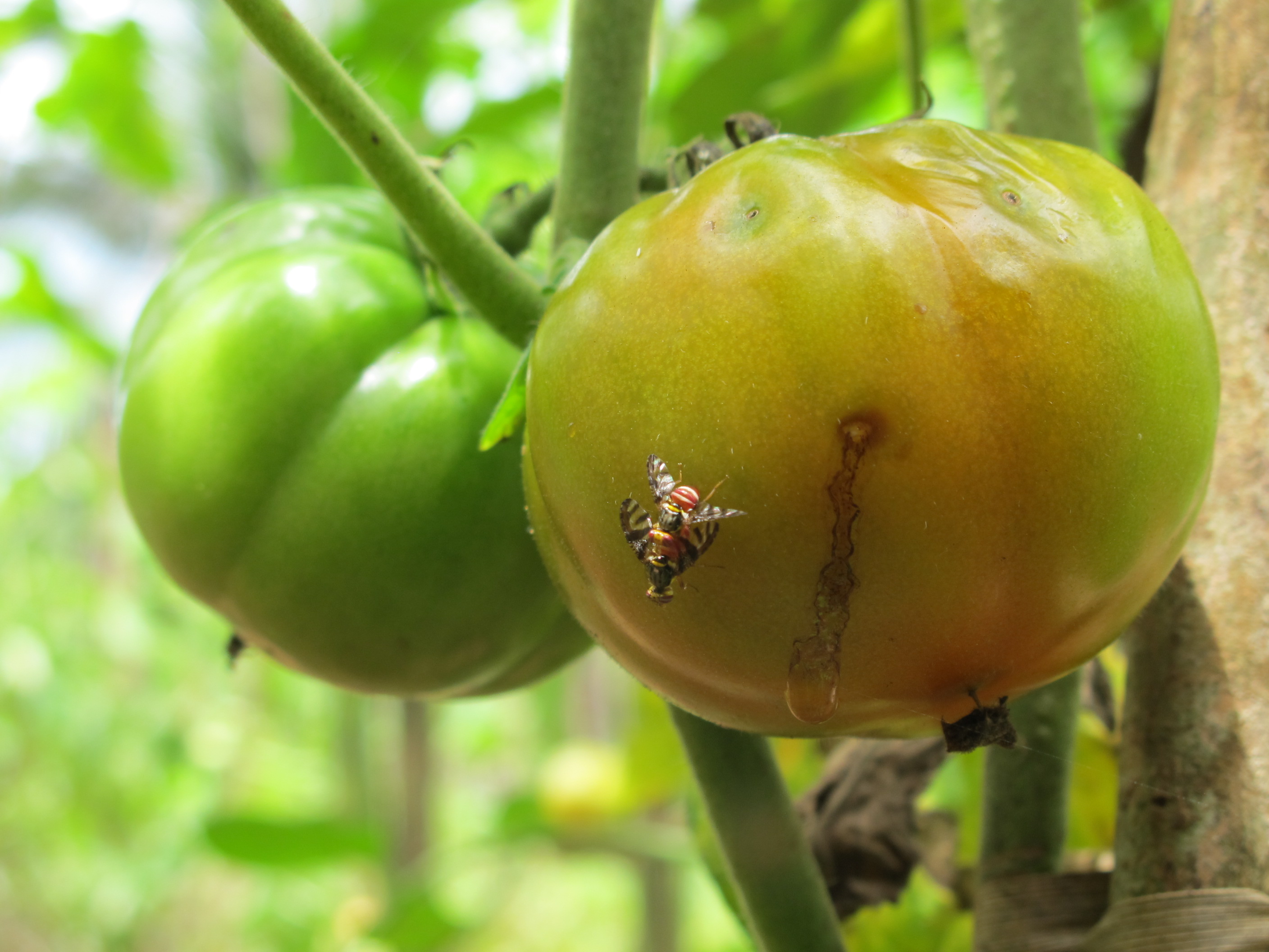 Accouplement de mouche des fruits et légumes et dégats causés par les piqures sur des tomates de Mayotte-Photo Luc Vanhuffel