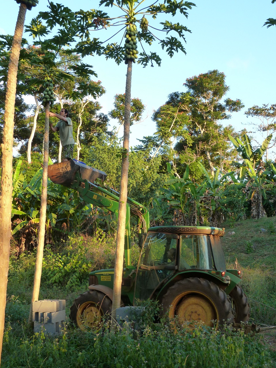 Laurent Guichaoua aux commandes de son tracteur et aidé par un ami pour la récolte des papayes-photo Carole Develter