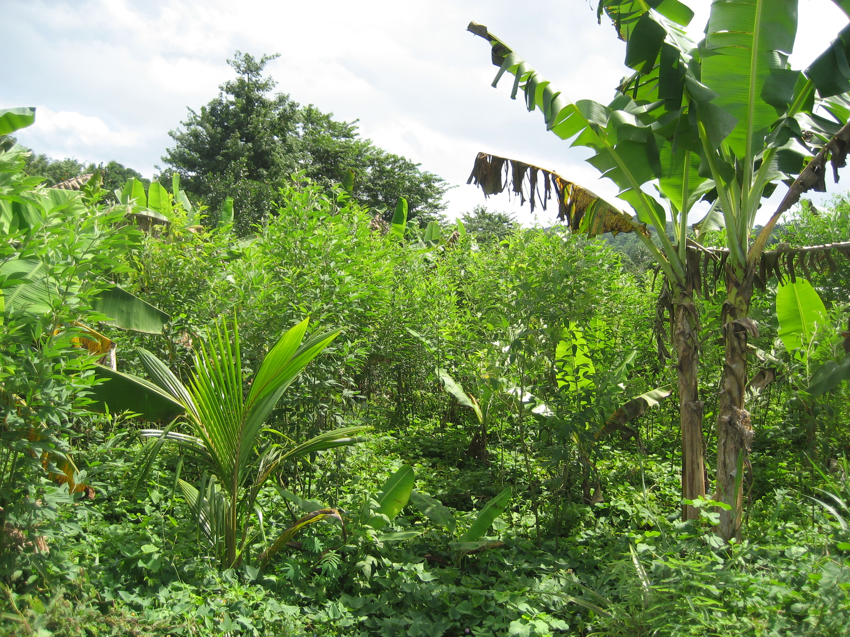 Un très bel exemple d'agroforesterie à Dzoumogné associant grands arbres- bananiers-ambrévades et patates douces-photo Luc Vanhuffel